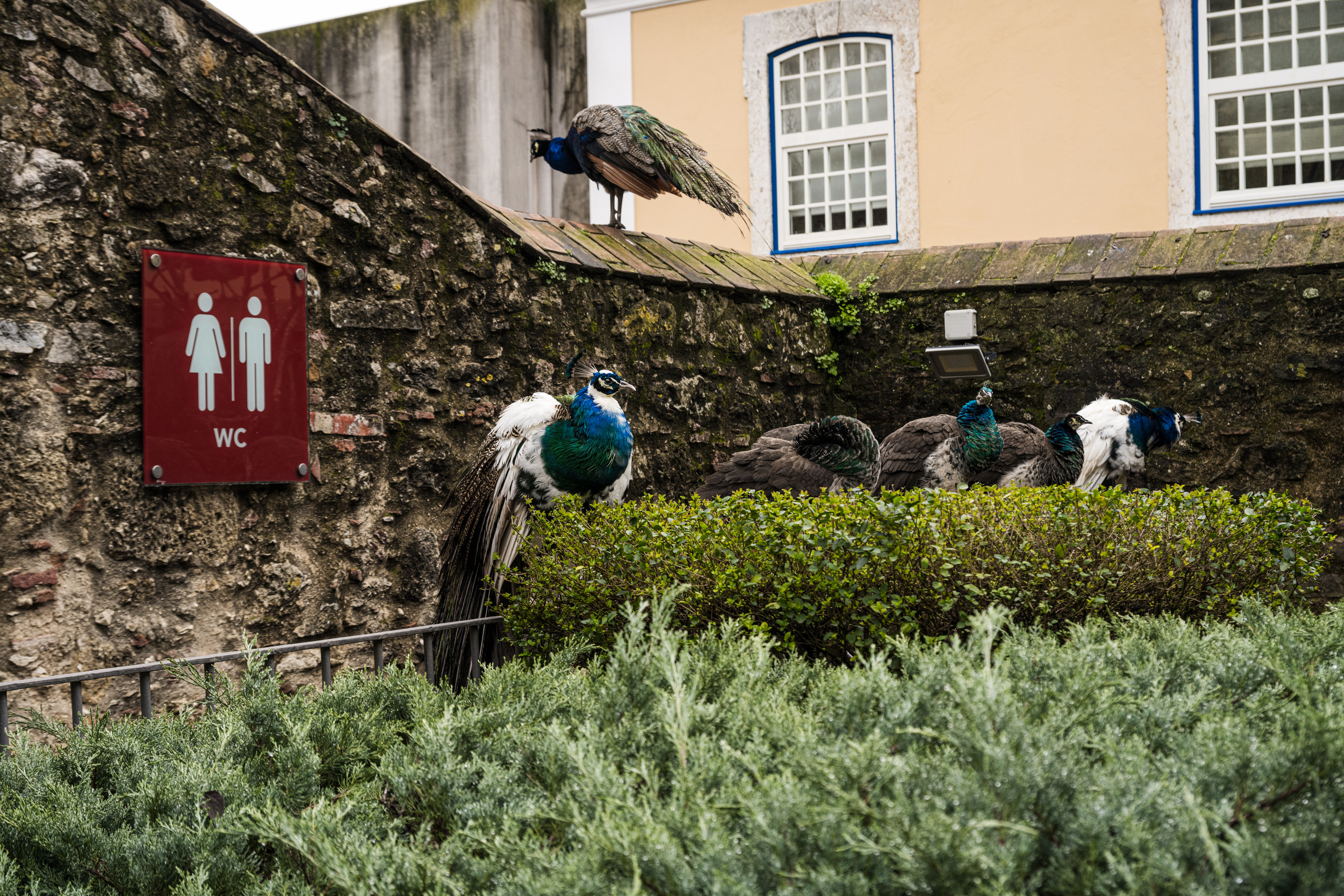 LISBONA